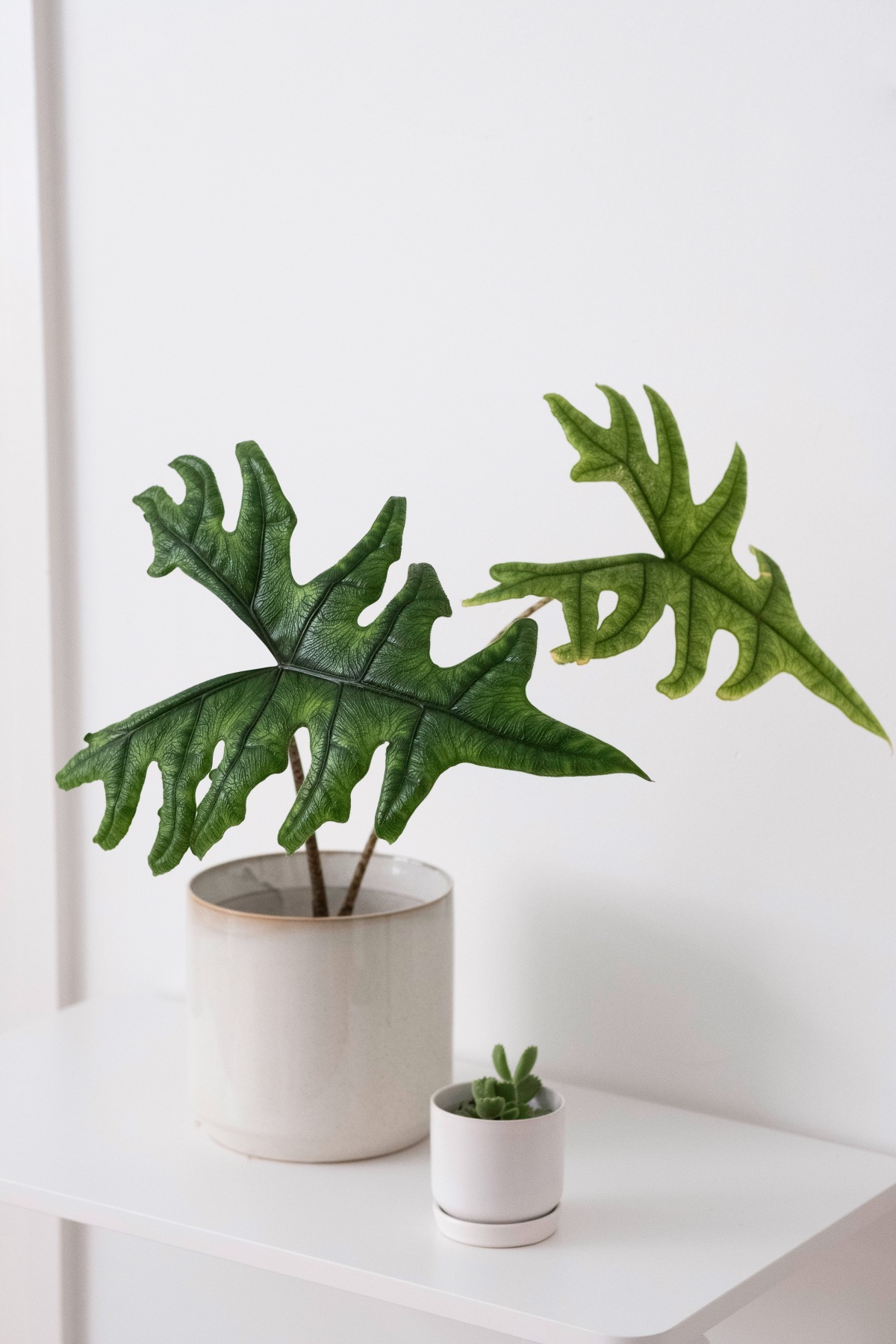 Alocasia Jacklyn rare houseplant