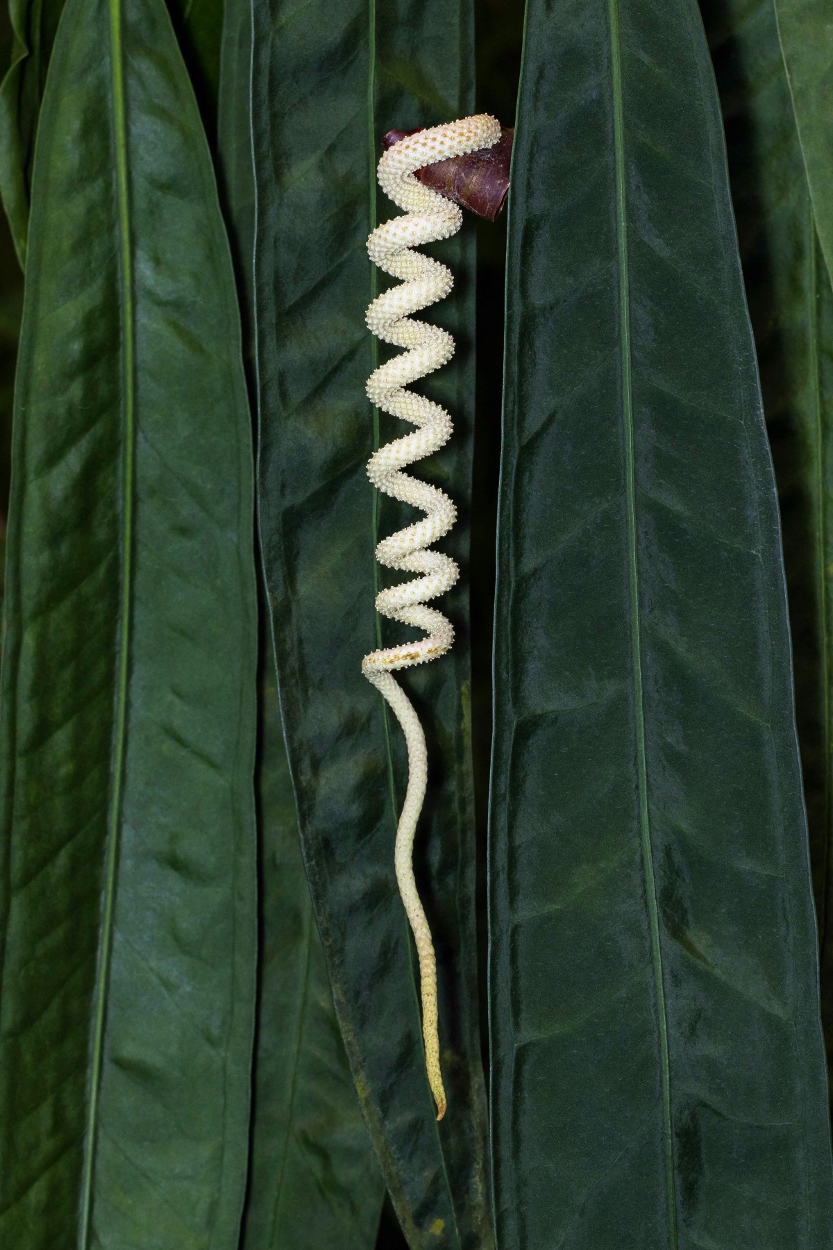 Anthurium wendlingeri rare houseplant