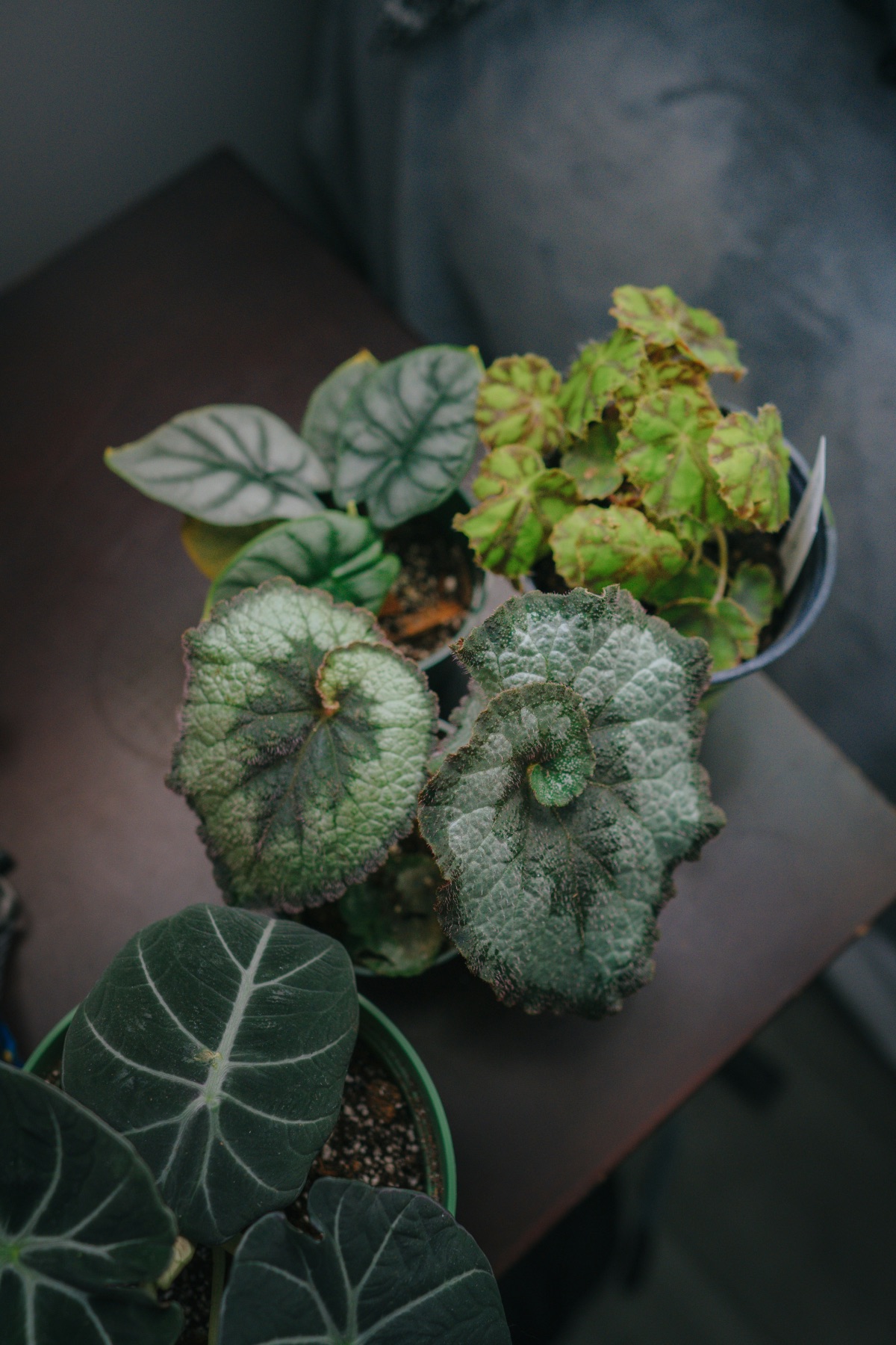 Begonia Escargot plant pop shop america