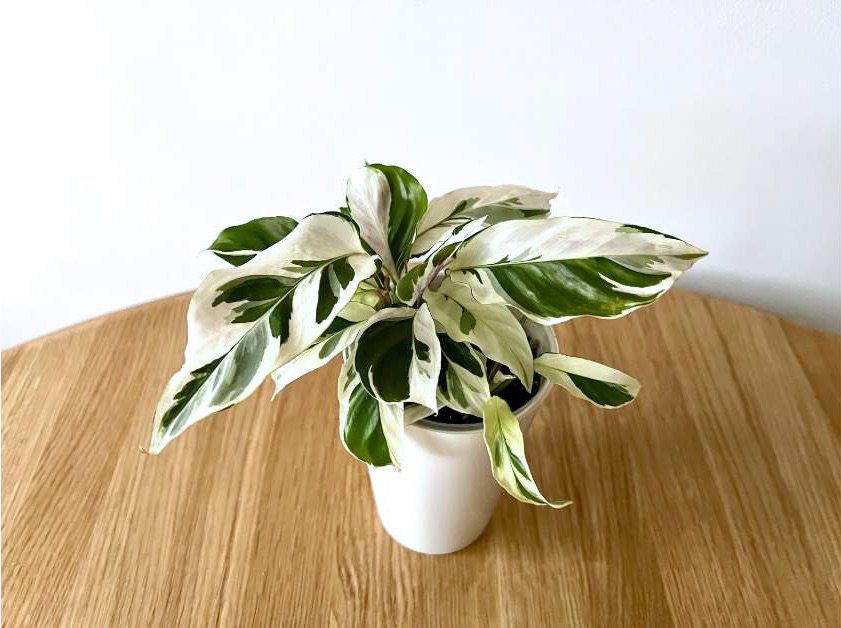 Calathea-White-Fusion-houseplant