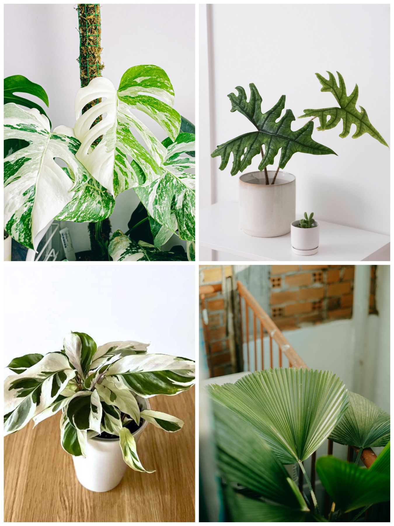 Collage of rare houseplants pop shop america