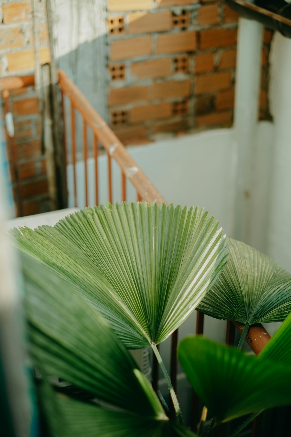 Licuala Grandis Fan Palm Tree Pop Shop America