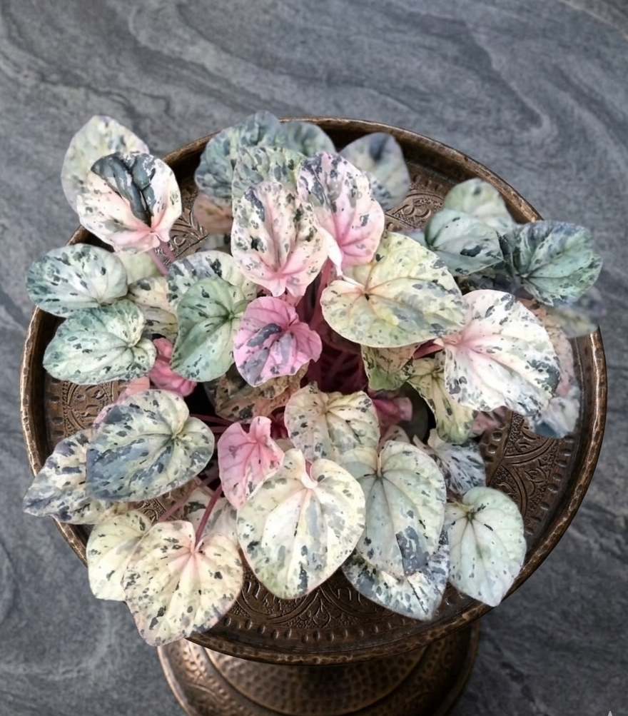 Peperomia Pink Lady houseplant