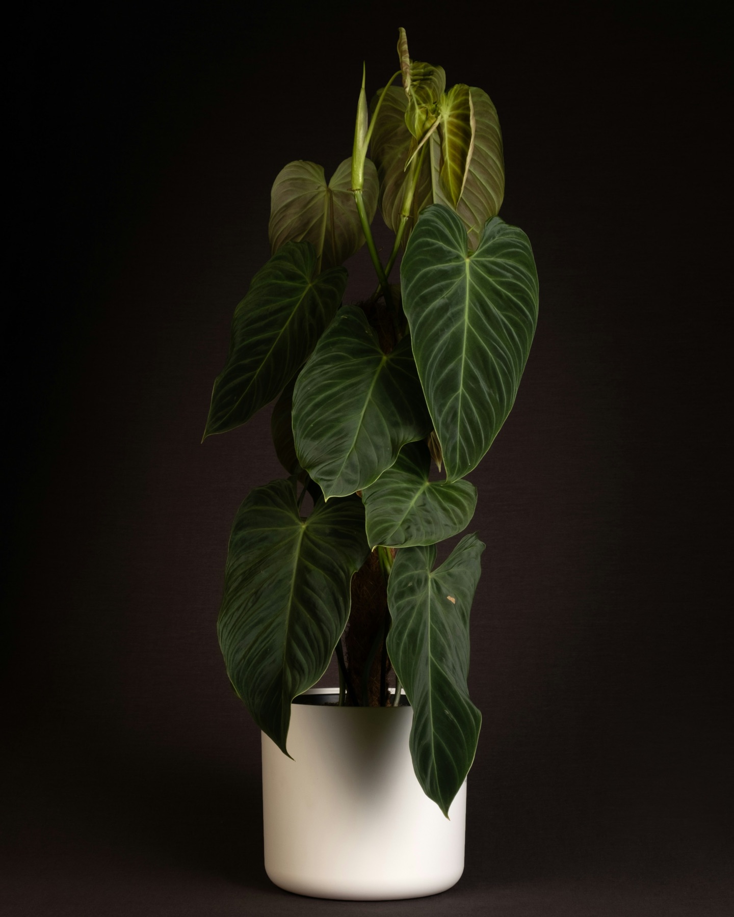 Philodendron Melanochrysum houseplant
