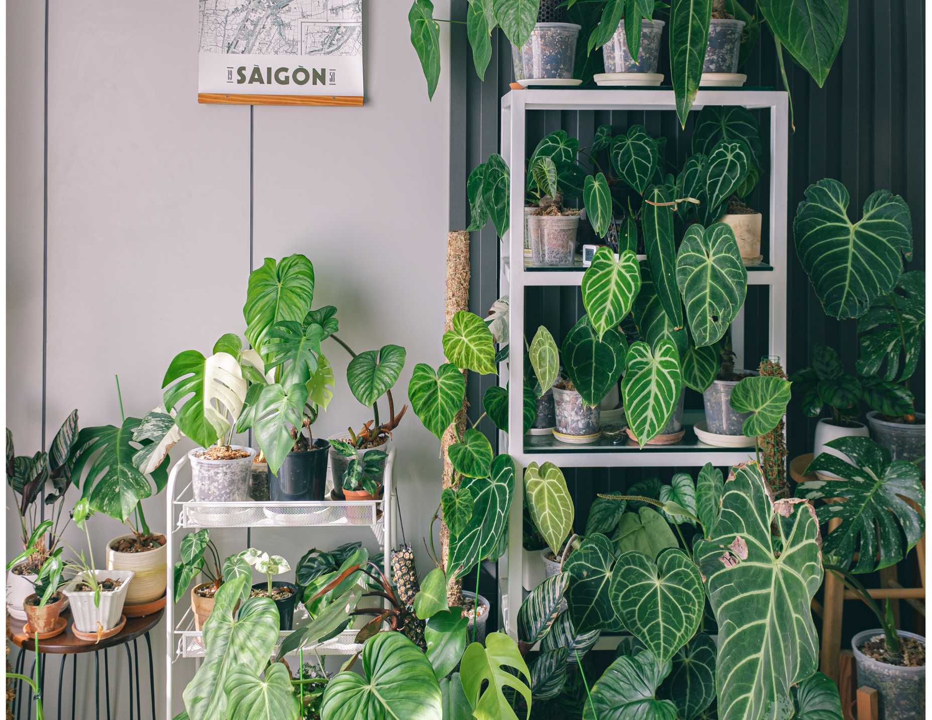 houseplants course and ebook