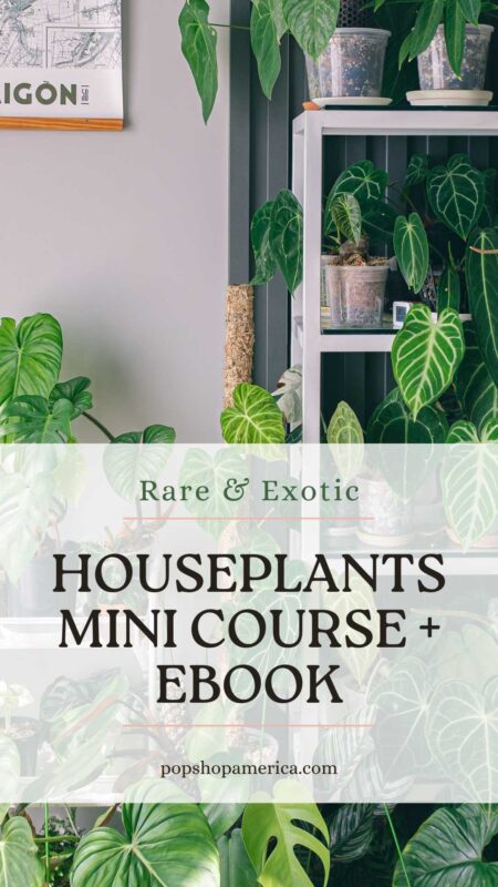 houseplants mini course and ebook pop shop america