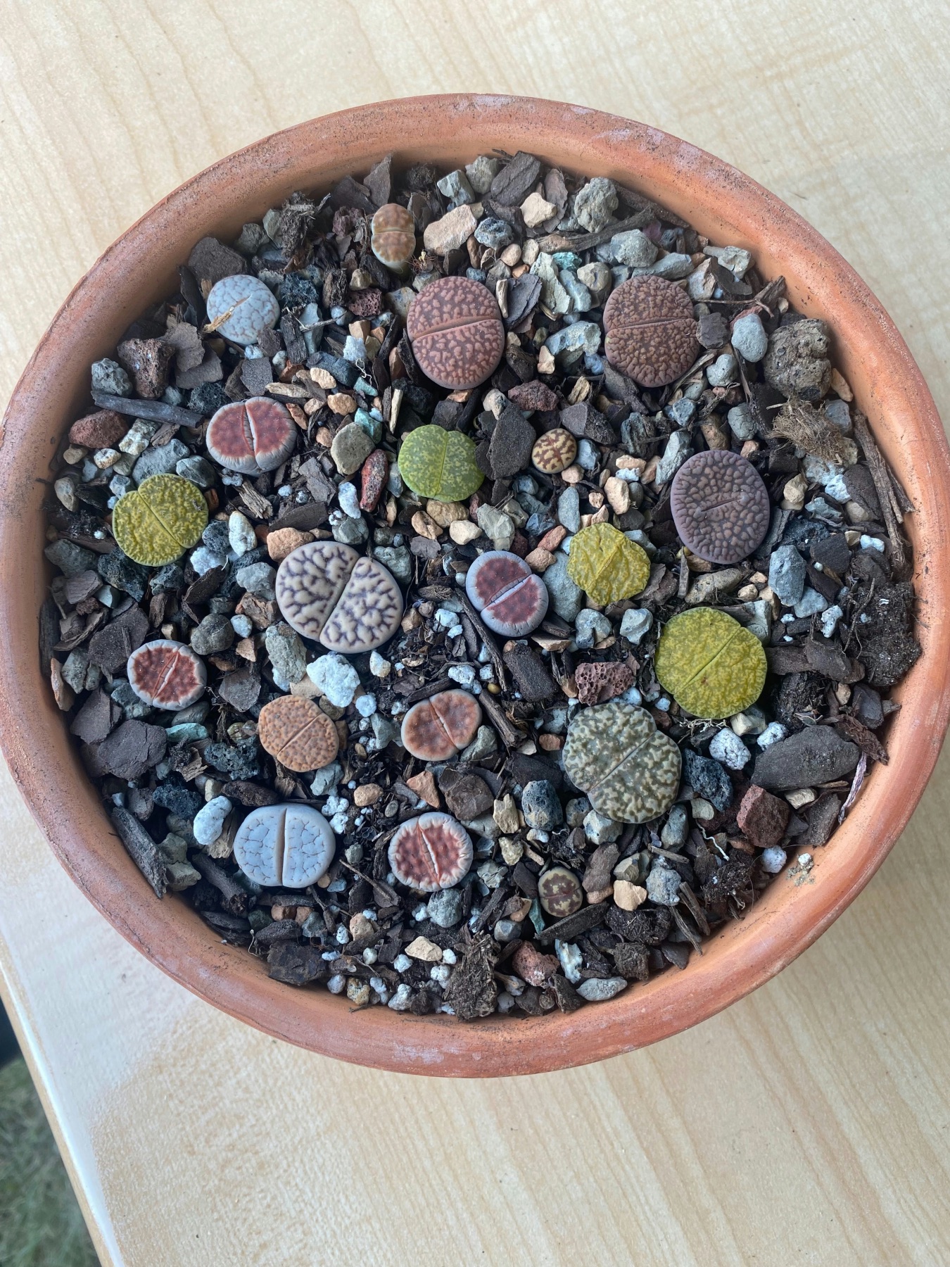 lithops succulents rare houseplants