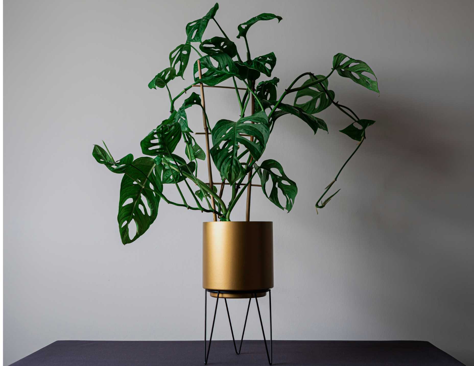 monstera houseplant course