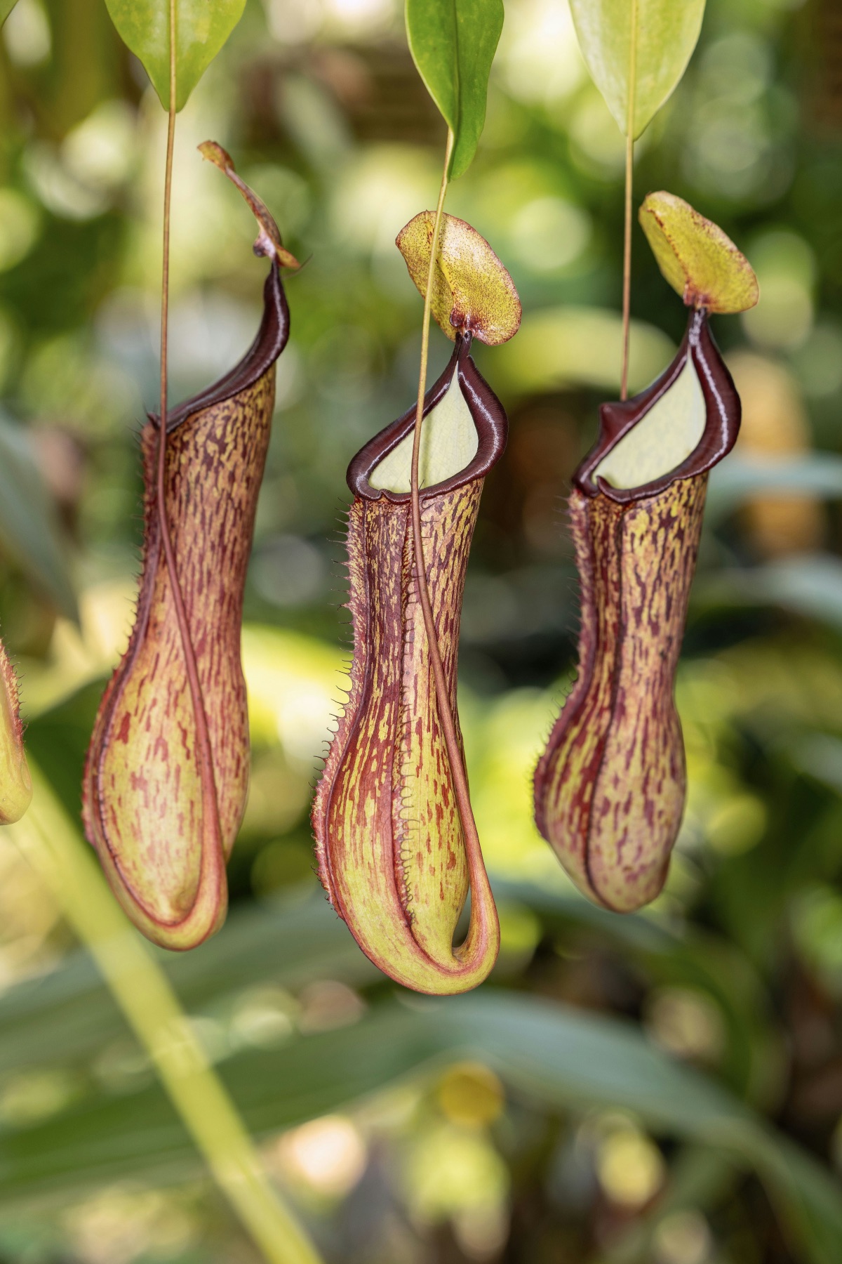 pitcher plant close up houseplants