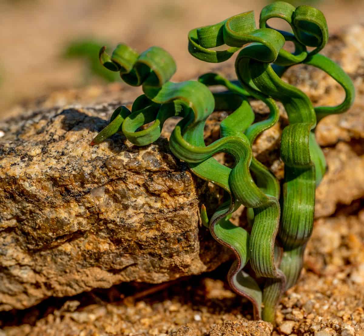 trachyandra-succulent-rare-houseplants