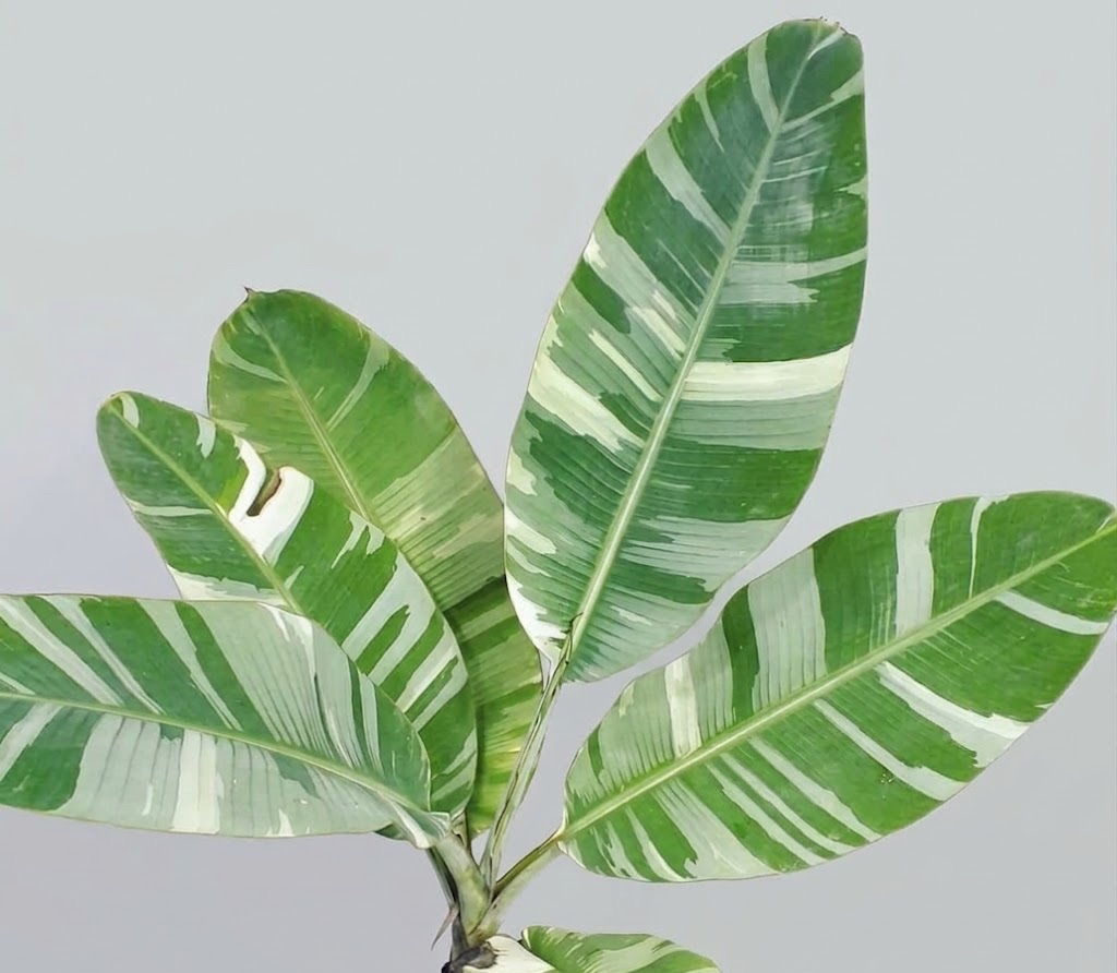 variegated banana plant pop shop america