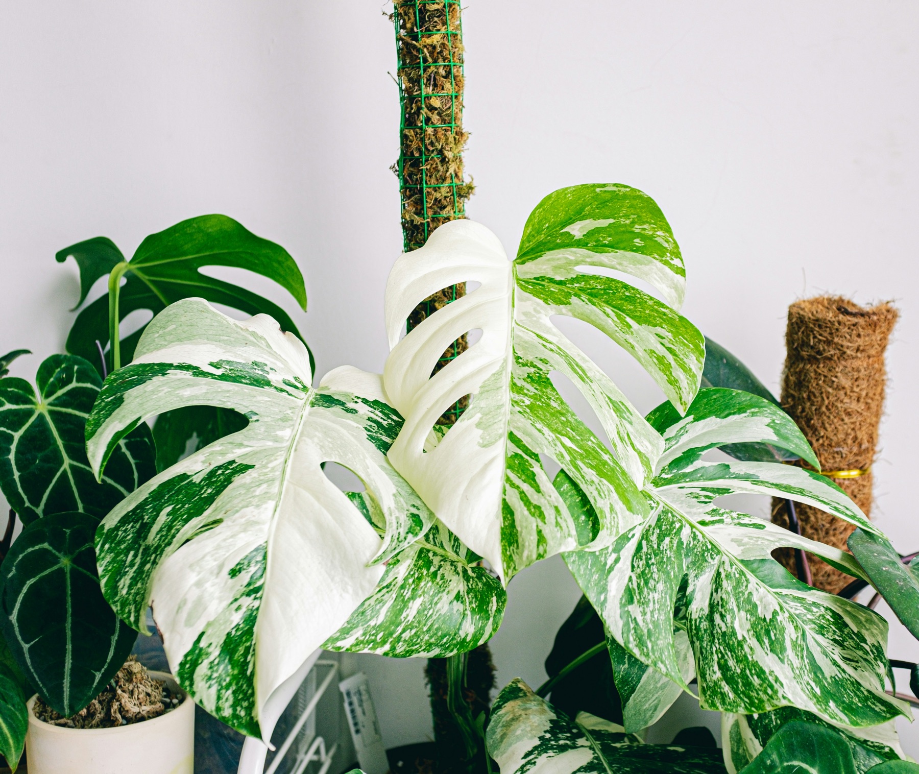 variegated monstera plant pop shop america
