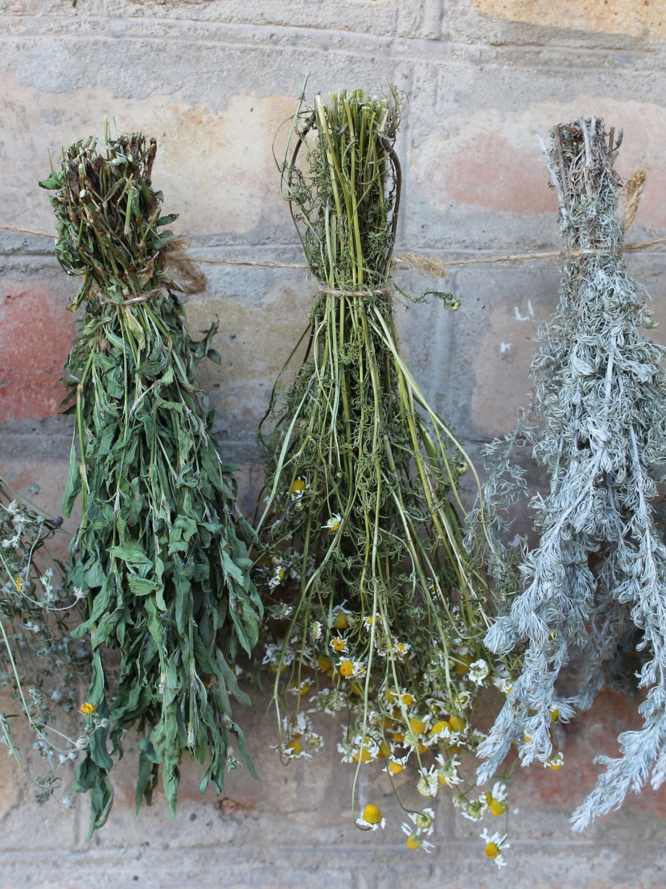 dried-herb-bundles-upside-down